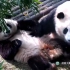【大熊猫和花和叶】弟弟的心碎时刻：爷爷，没有笋了吗？（20221101）