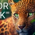 【4K 杜比视界】凶猛的自然界 视觉盛宴 动物世界 老虎 狮子 豹子