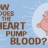 【TED的生理卫生课】心脏是如何输送血液的【中英文字幕】