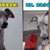母狗每天疯狂撕咬暴打自己的孩子，是什么原因让狗妈如此恨它