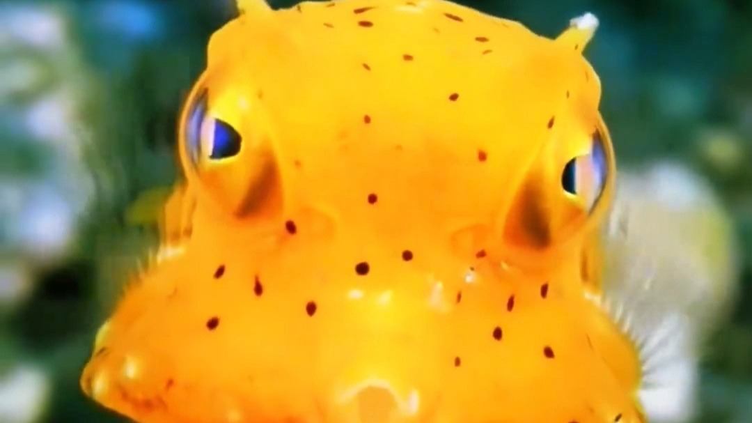 一分钟带你认识10种奇妙的海洋生物