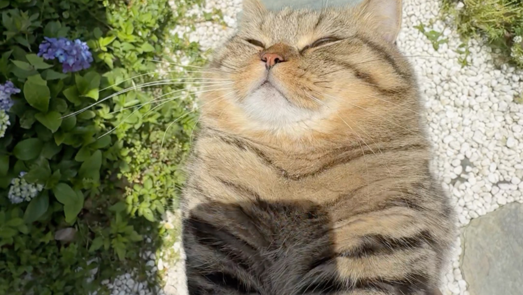 猫到底知不知道热