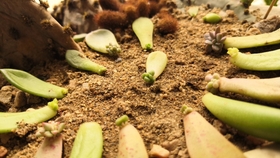 怎么晒干枇杷花好 344694360c51d798756ca9cfb40ed5f4c9ee357e.jpg@280w_158h_1c_100q.jpg