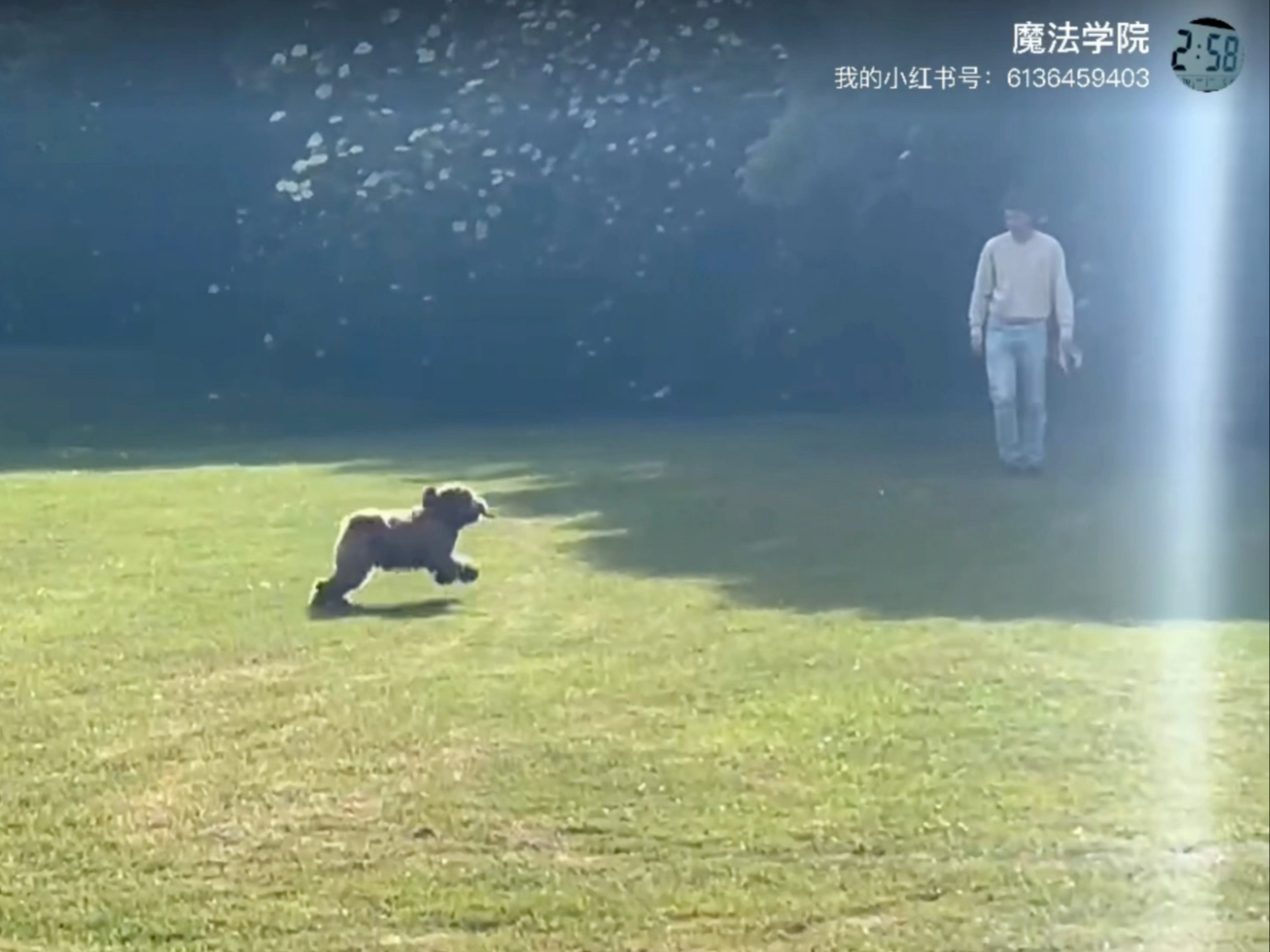 如果在读博士也可以像狗一样快乐…