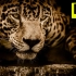 【8k超清视频】森林动物–具有真实自然声音的森林野生动物