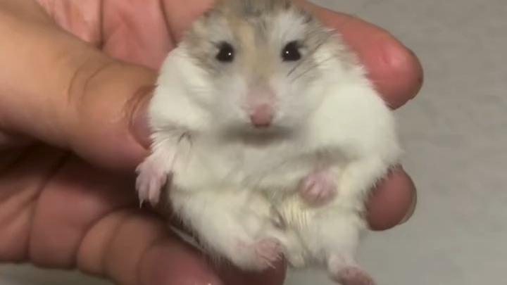 bro一个人就是一个乐团