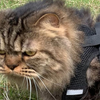 溜猫