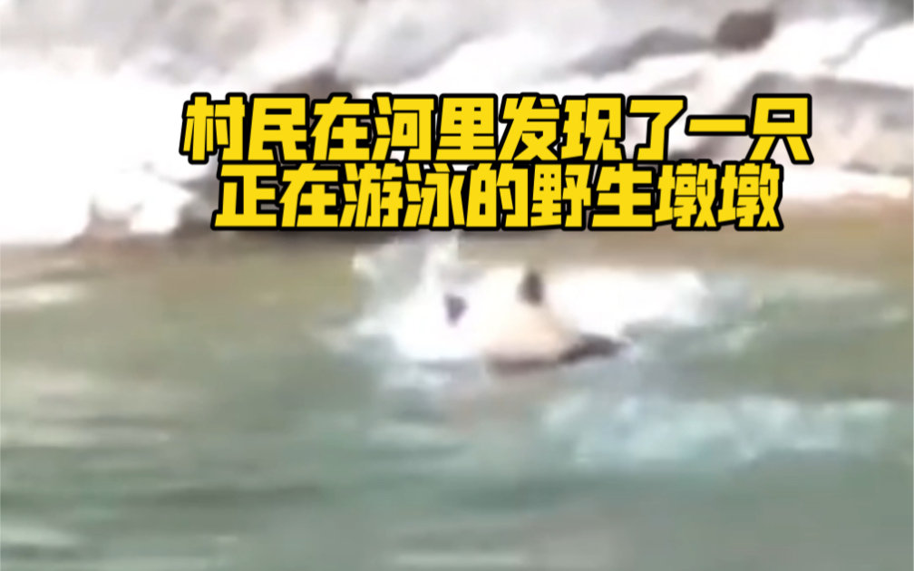 稳稳过！村民在河里发现了一只正在游泳的野生墩墩…国宝凭实力祝考生考研上岸🤩