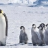 【动物合集】生活在南极的企鹅 重返海洋的微纪录片（可爱向）