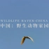 【央视】《中国 野生动物家园》【1080P+】