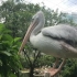 【自制伪动物世界】【动物世界bgm】马来西亚鸟园+水族馆+猫主子
