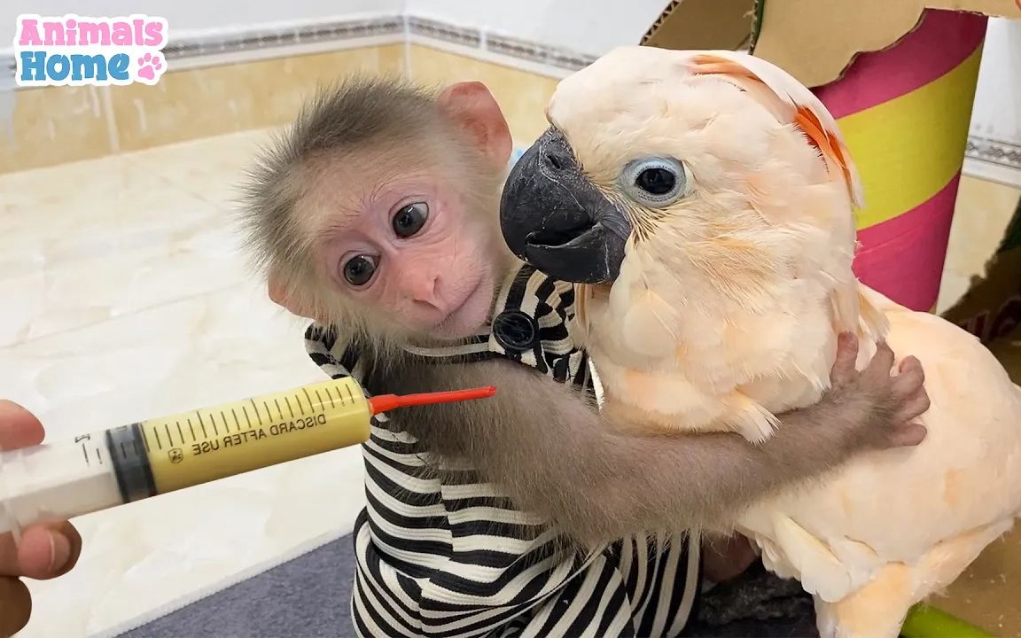 【鹦鹉】小猴子帮助主人喂鹦鹉宝宝