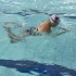 初学者入门蛙泳教学视频：蛙泳手臂和腿部的协调运动