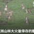 澳洲大火：新冠疫情下 如何利用无人机拯救野生动物？ － BBC News 中文