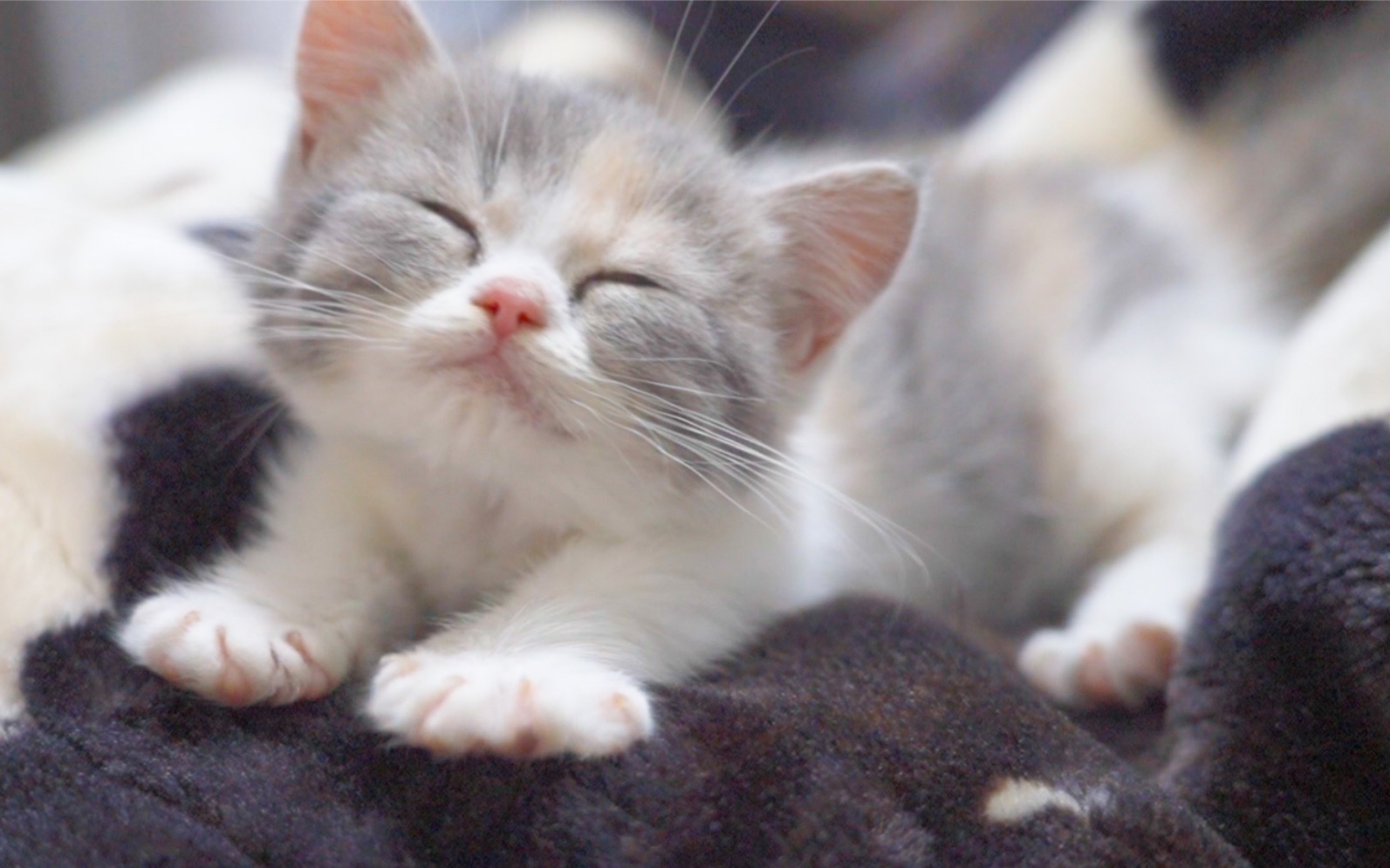 让小猫陪睡一晚会发生什么?呼噜个不停!