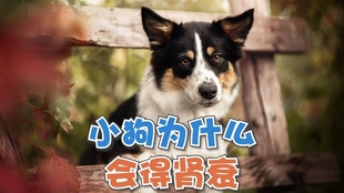 3501c6035a4083fd8bc73ec0a0c0fea5f42541a8.jpg@310w_174h_1c_100q.jpg