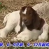 【羊类养殖技术】全集视频教学