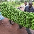香蕉的一生｜现代农业种植和收获香蕉