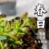 新品分享｜纪梵希&乌头杂秋海棠，捕蝇草，茅膏菜，猪笼草