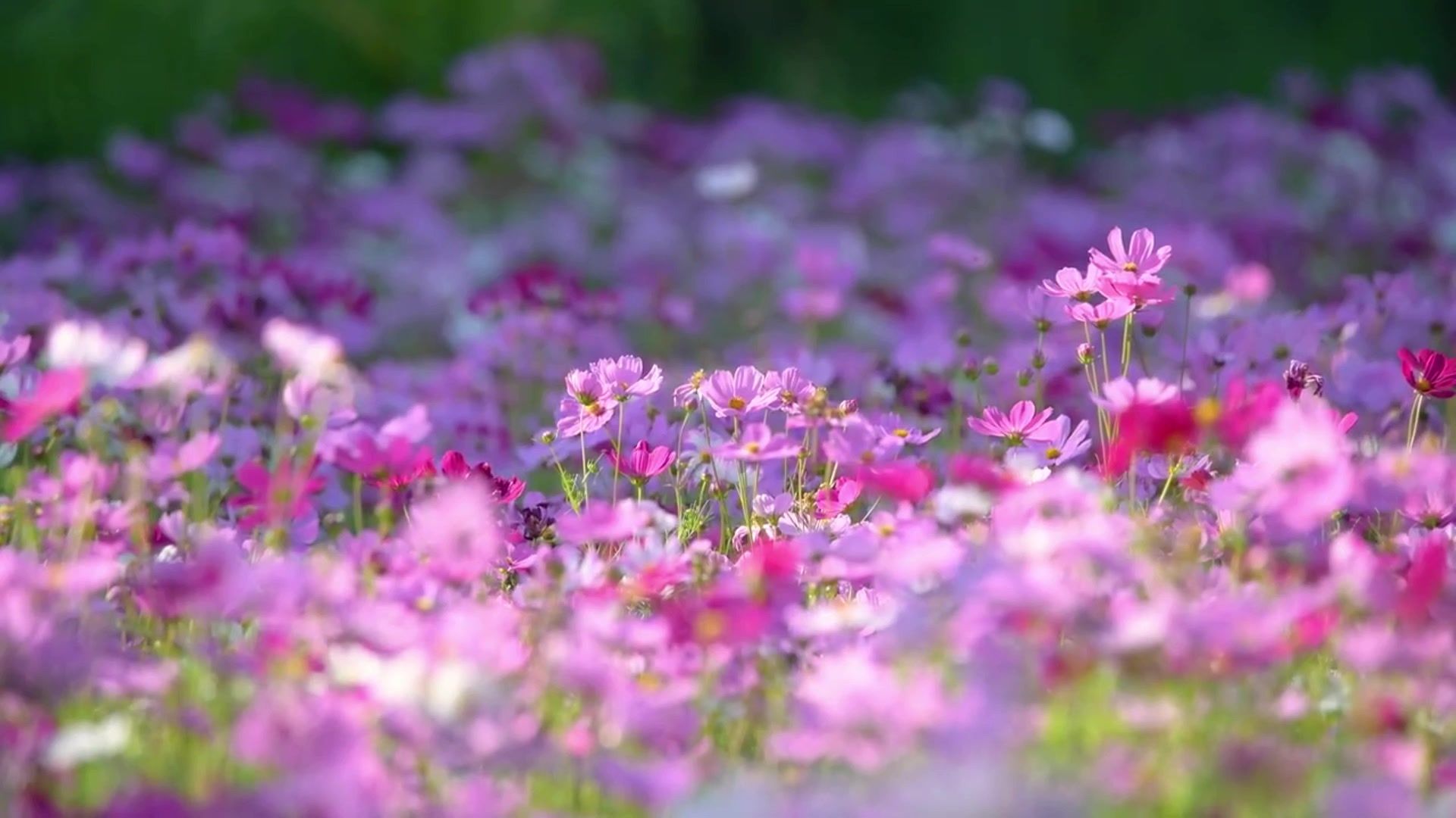 【空镜素材】波斯菊和格桑花