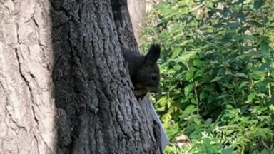 圣丶<em class="keyword">马家沟</em>林专的小生物