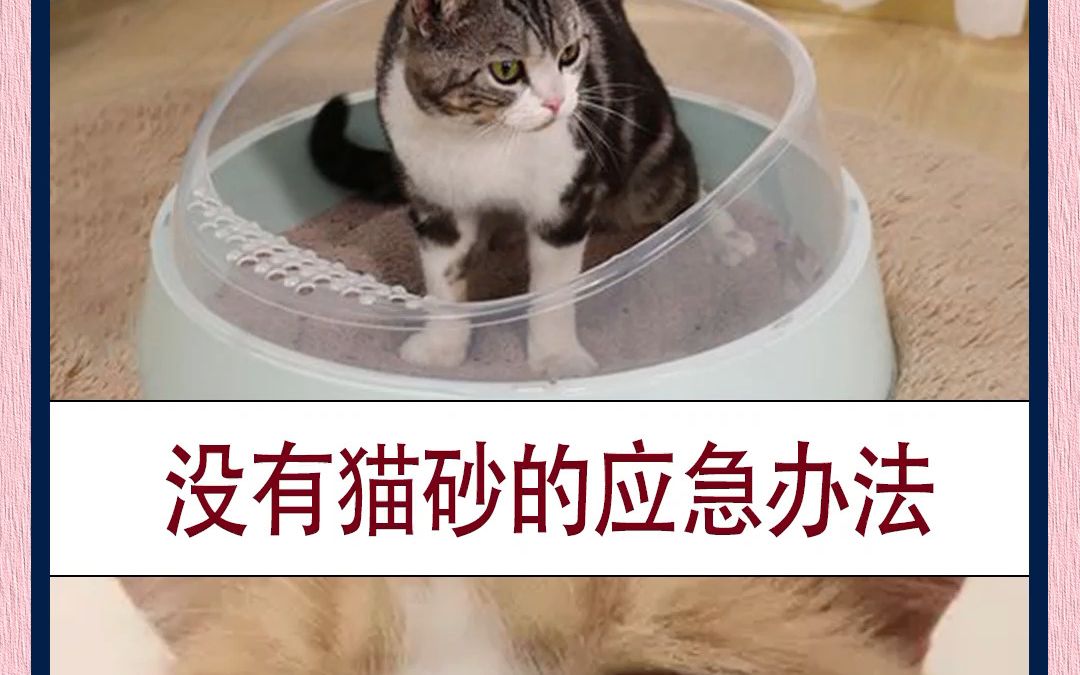 没有猫砂的应急办法