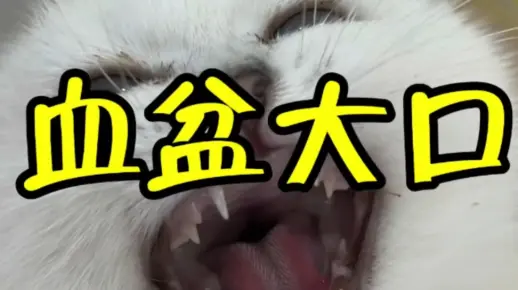 小猫咪的血盆大口
