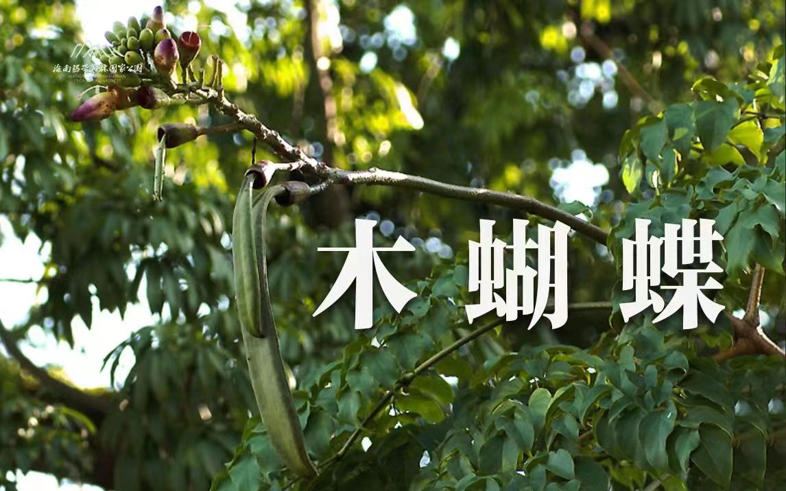 植物篇：木蝴蝶 | 海南热带雨林国家公园科普视频系列