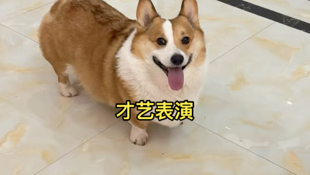 开饭前英国佬的才艺表演