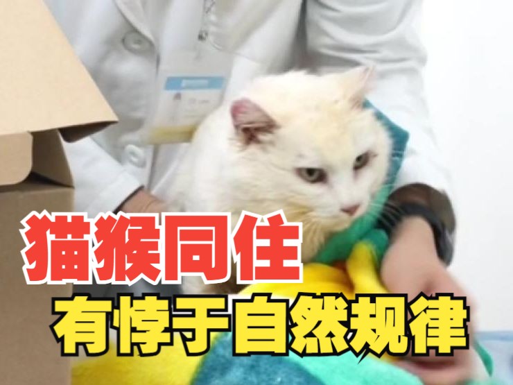 中国小动物保护协会:以爱感化猴山归来的猫咪哔哩哔哩bilibili