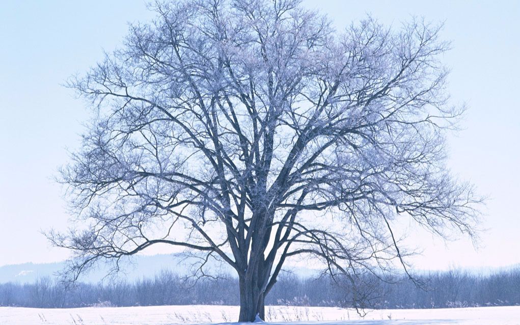 幸福大街-冬天的树