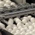 《展示》德国机械化鸡蛋加工流水线，一小时轻松加工10万枚鸡蛋。