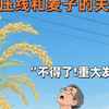 高压线和麦子的关系