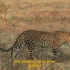 给孩子们的动物科普02:Leopard 豹子的故事 Animals for children(中英字幕)