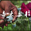 中美芬太尼争端背后，从鸦片到海洛因的历史，人类因何无法摆脱毒品纠缠