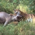 老虎捕杀水鹿的精彩场面，酣畅淋漓！