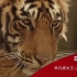【CCTV】动物世界   非凡虎女王（上、下）