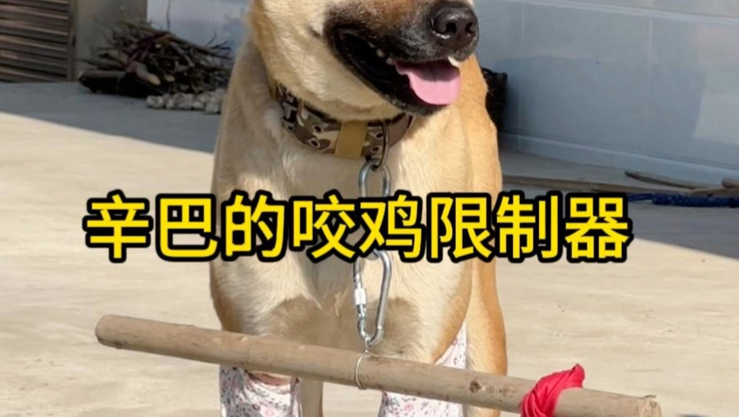 辛巴的咬鸡限制器