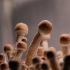 【延时摄影】蘑菇是如何生长的？看它慢慢长大真的有趣极了！
