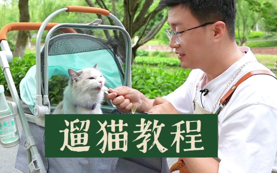 所有猫咪都能遛！用这个方法…