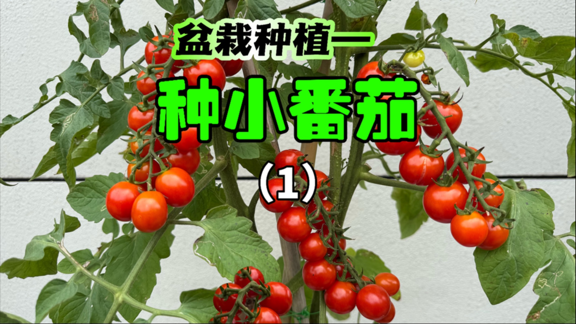 4月份我盆栽种的小番茄，没想到居然收了11串。