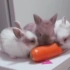 【兔子】小兔子们吃胡萝卜