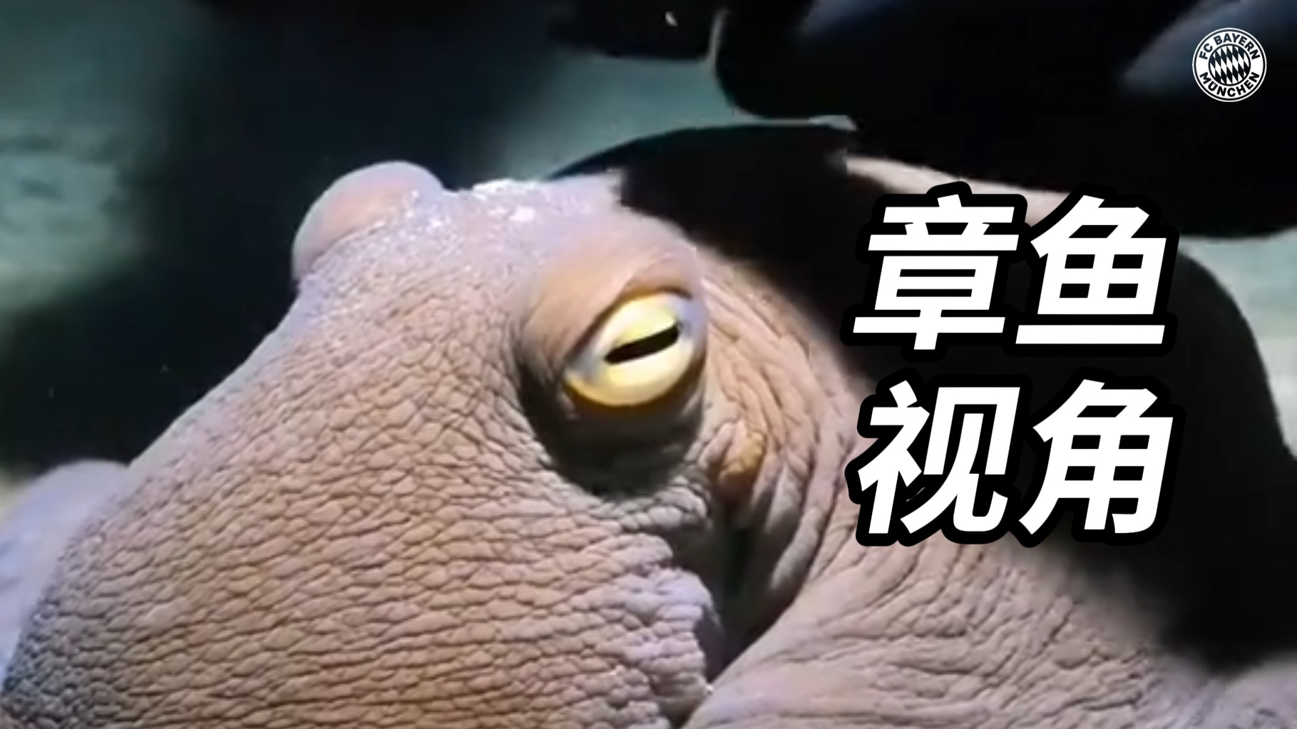 深海的生物多样性总是超乎想象……