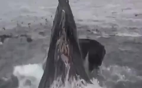 鲸鱼叫有远古的感觉 恐怖