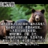 野生动物  美洲黑熊和亚洲黑熊