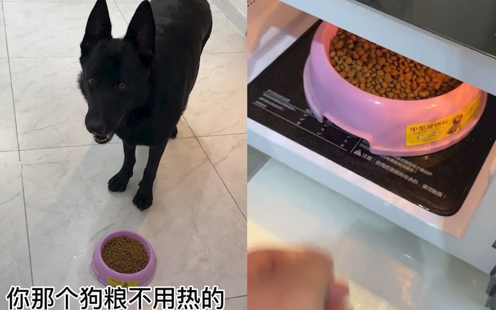 狗子要求主人用微波炉给自己热狗粮 听到“叮”一声后才吃得喷香
