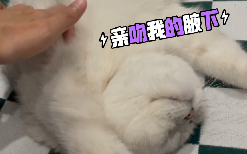 千万不要挠猪咪的腋下!他会!爱上你!哔哩哔哩bilibili