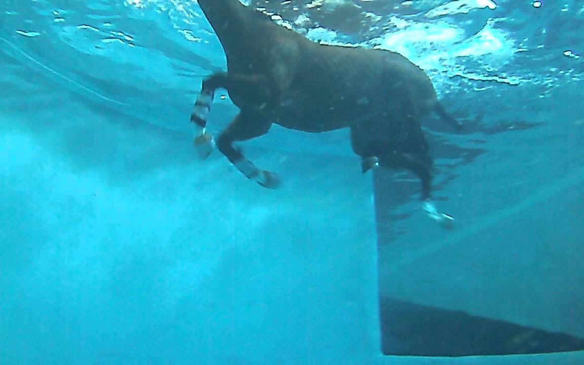 【搬运】游泳的马（水下视角）｜来自马匹康复中心的记录