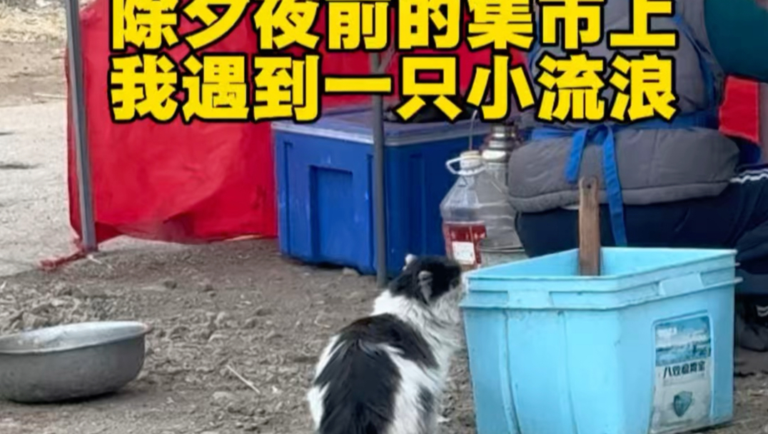 春节前夕偶遇一只流浪小奶牛