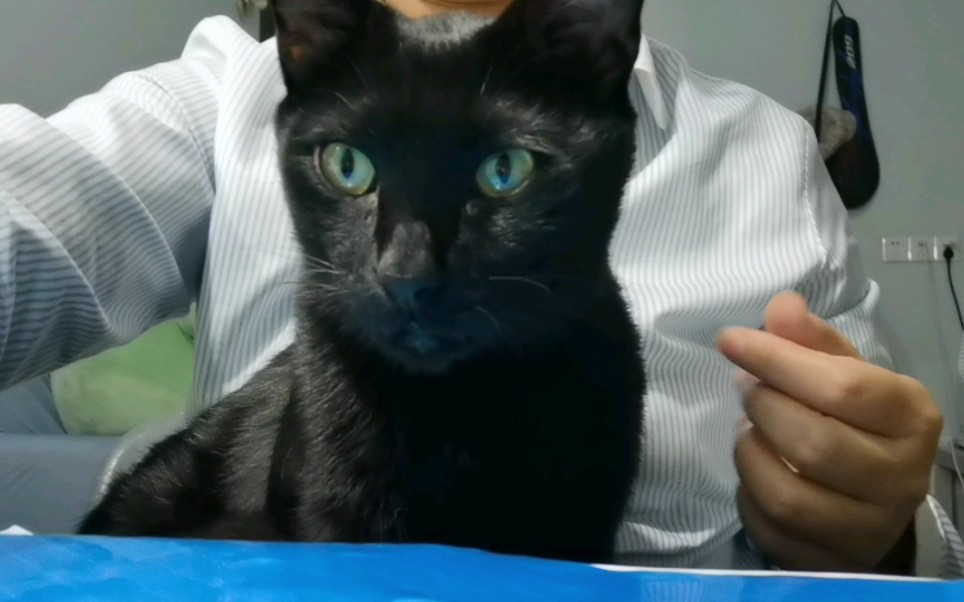 【猫】俺家黑猫眼睛咋变蓝啦？
